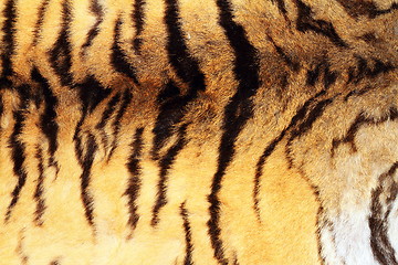 Image showing textured real tiger pelt 