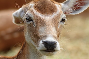 Image showing deer doe trying to get rid of flies