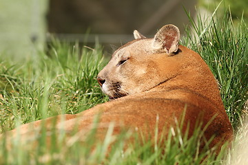 Image showing beautiful cougar at the zoo