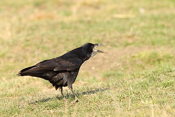 Image showing rook on meadow