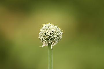 Image showing onion flower