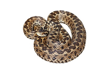 Image showing hungarian meadow viper over white 