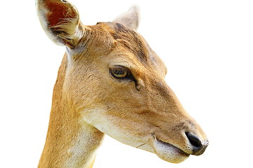 Image showing portrait of fallow deer hind over white