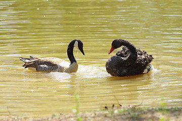 Image showing two birds on water