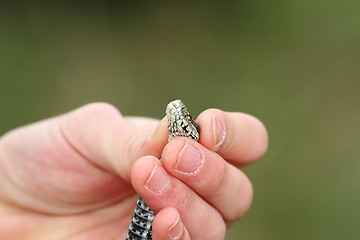 Image showing human hand holding a venomous snake