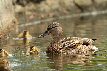 Image showing female mallard duck with offspring