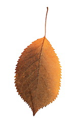 Image showing isolated colorful cherry leaf 