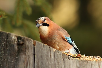 Image showing european common jay at feeder