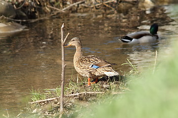 Image showing female wild mallard duck