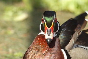 Image showing male mandarin duck portrait