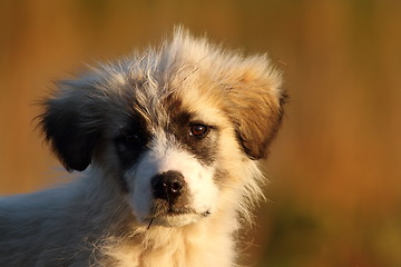 Image showing romanian shepherd puppy portrait