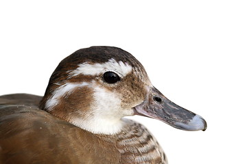 Image showing isolated portrait of female mandarin duck