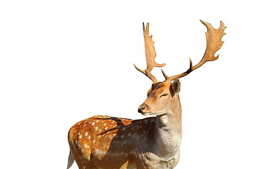 Image showing isolated fallow deer stag