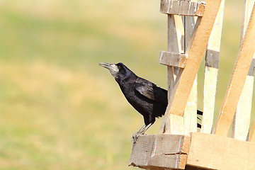 Image showing black rook on wood structure