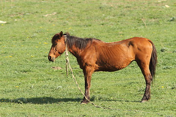 Image showing lonely horse