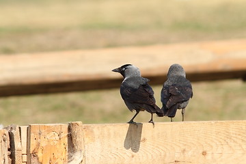 Image showing western jackdaws