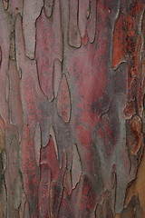 Image showing taxus baccata bark