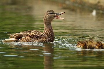 Image showing female mallard duck quacking