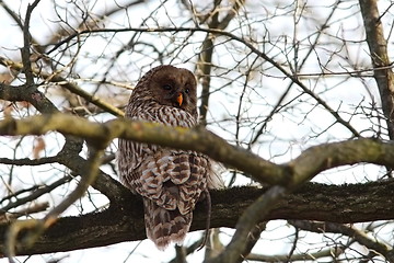 Image showing ural owl with rat