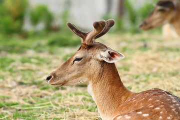 Image showing young deer buck with growing antlers