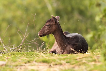 Image showing dark fallow deer calf