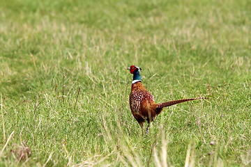 Image showing male pheasant in the field