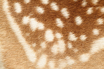 Image showing pattern of real fallow deer spotted fur