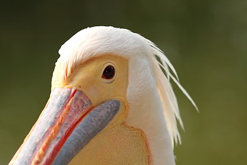 Image showing great pelican portrait over green background