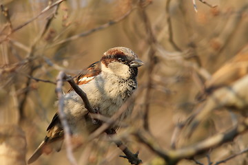 Image showing male house sparrow on a bush