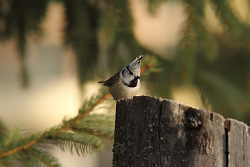 Image showing crested tit on a wooden stump