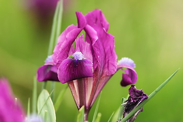 Image showing wild iris pumila flower
