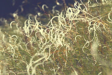Image showing abstract textural view of stipa field