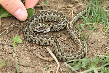 Image showing risky hand  approach to a venomous viper