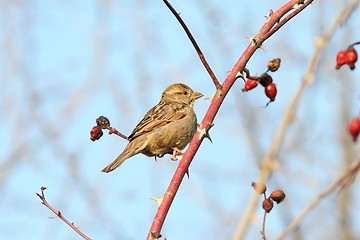 Image showing female house sparrow on twig