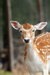 Image showing portrait of a fallow deer hind