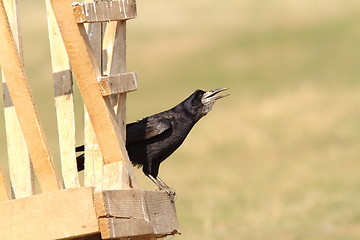 Image showing rook on wooden structure