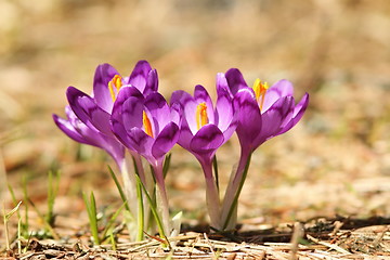 Image showing beautiful purple mountin wild flowers