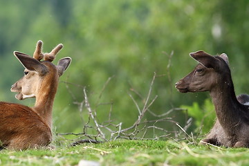 Image showing two fallow deers on meadow