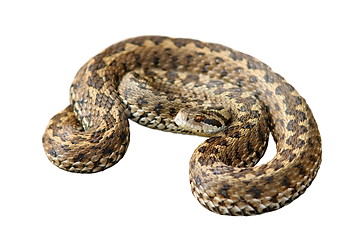 Image showing hungarian meadow viper over white