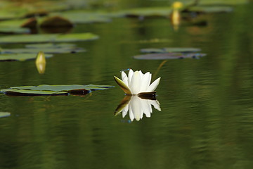 Image showing white water lily flower