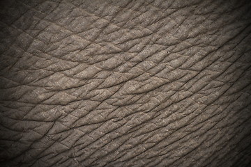 Image showing elephant skin texture