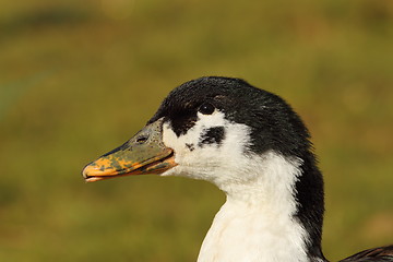 Image showing portrait of domestic duck 