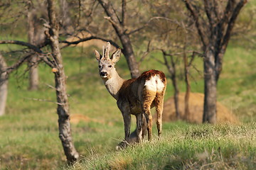 Image showing young male roe deer