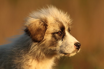 Image showing puppy of a sheperd dog portrait