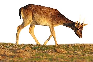 Image showing isolated fallow deer calf grazing