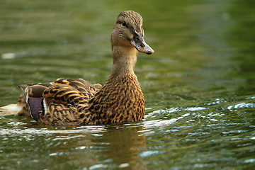 Image showing female mallard swimming towards the camera