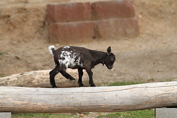 Image showing young goat equilibrium exercise