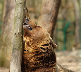 Image showing brown bear near tree trunk