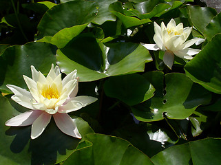 Image showing waterlily