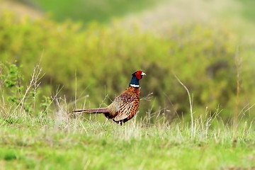 Image showing male pheasant in spring